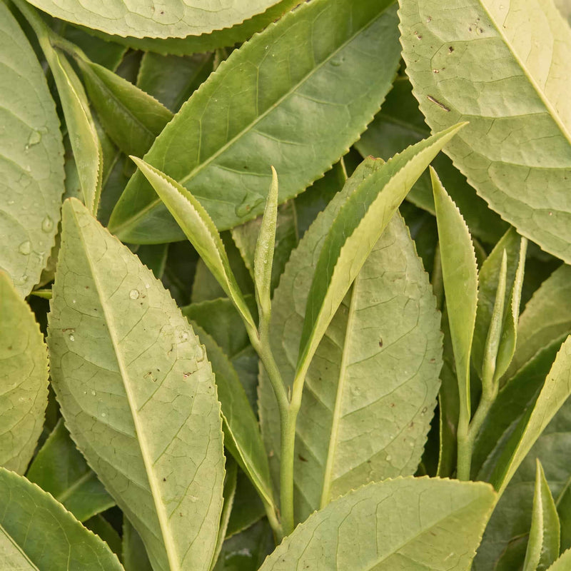 L-teanina