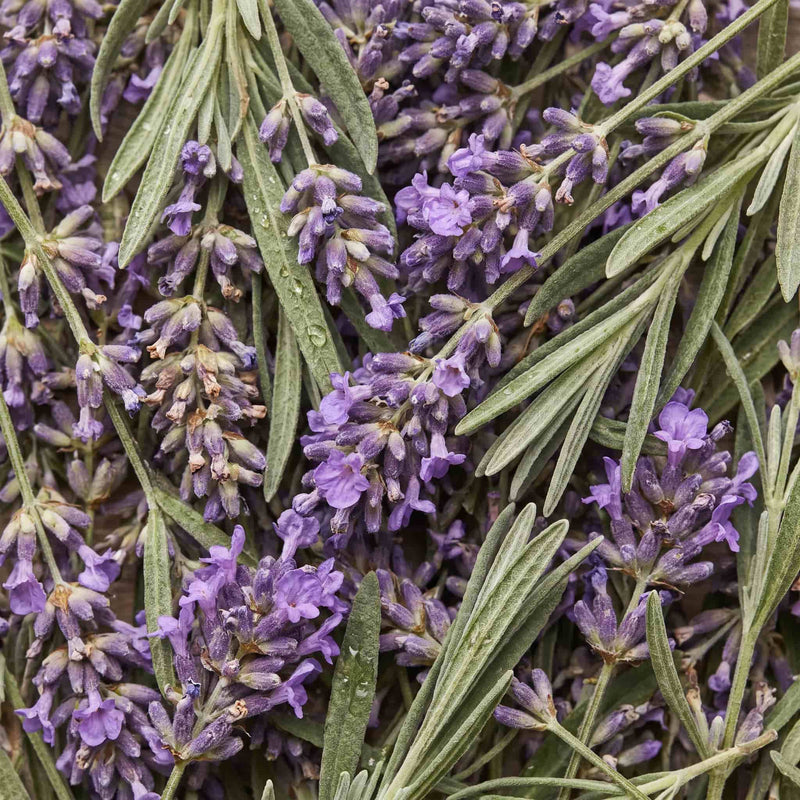 Aceite de lavanda